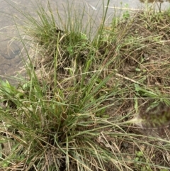 Cenchrus purpurascens at Burra, NSW - 27 Mar 2022