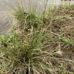 Cenchrus purpurascens at Burra, NSW - 27 Mar 2022