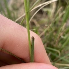 Cenchrus purpurascens at Burra, NSW - 27 Mar 2022 09:32 AM