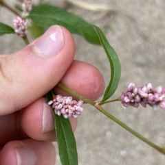 Persicaria lapathifolia (Pale Knotweed) at Googong Foreshore - 26 Mar 2022 by Ned_Johnston