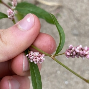 Persicaria lapathifolia at Burra, NSW - 27 Mar 2022