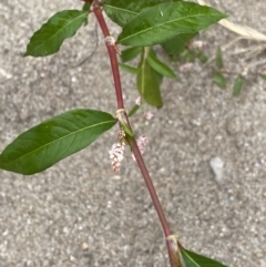 Persicaria lapathifolia at Burra, NSW - 27 Mar 2022 09:30 AM