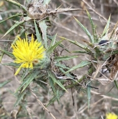 Carthamus lanatus (Saffron Thistle) at Burra, NSW - 26 Mar 2022 by Ned_Johnston