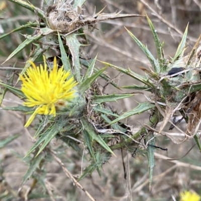 Carthamus lanatus (Saffron Thistle) at Googong Foreshore - 26 Mar 2022 by Ned_Johnston