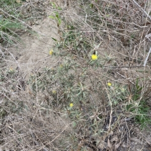 Carthamus lanatus at Burra, NSW - 27 Mar 2022