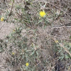 Carthamus lanatus at Burra, NSW - 27 Mar 2022