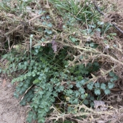 Sanguisorba minor (Salad Burnet, Sheep's Burnet) at Burra, NSW - 26 Mar 2022 by Ned_Johnston