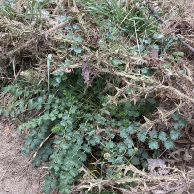 Sanguisorba minor (Salad Burnet, Sheep's Burnet) at Burra, NSW - 27 Mar 2022 by NedJohnston