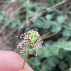 Sanguisorba minor at Burra, NSW - 27 Mar 2022