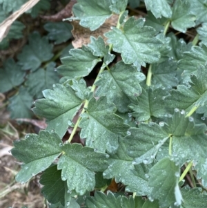 Sanguisorba minor at Burra, NSW - 27 Mar 2022