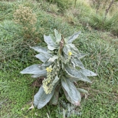 Verbascum thapsus subsp. thapsus (Great Mullein, Aaron's Rod) at Burra, NSW - 26 Mar 2022 by Ned_Johnston