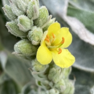 Verbascum thapsus subsp. thapsus at Burra, NSW - 27 Mar 2022