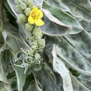 Verbascum thapsus subsp. thapsus at Burra, NSW - 27 Mar 2022