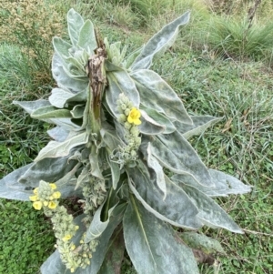 Verbascum thapsus subsp. thapsus at Burra, NSW - 27 Mar 2022