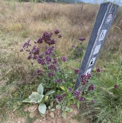 Verbena incompta (Purpletop) at Burra, NSW - 27 Mar 2022 by NedJohnston