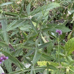 Verbena incompta at Burra, NSW - 27 Mar 2022