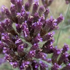 Verbena incompta at Burra, NSW - 27 Mar 2022