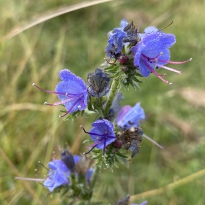 Echium vulgare (Vipers Bugloss) at Googong Foreshore - 26 Mar 2022 by Ned_Johnston