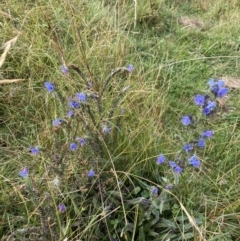 Echium vulgare at Burra, NSW - 27 Mar 2022