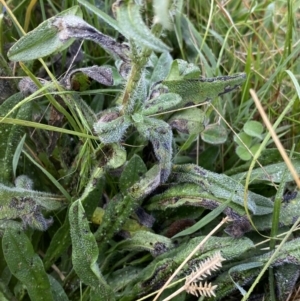 Echium vulgare at Burra, NSW - 27 Mar 2022