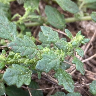 Dysphania pumilio (Small Crumbweed) at Burra, NSW - 27 Mar 2022 by NedJohnston