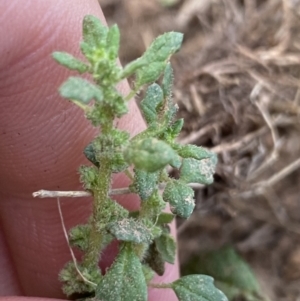 Dysphania pumilio at Burra, NSW - 27 Mar 2022 09:11 AM