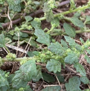 Dysphania pumilio at Burra, NSW - 27 Mar 2022 09:11 AM