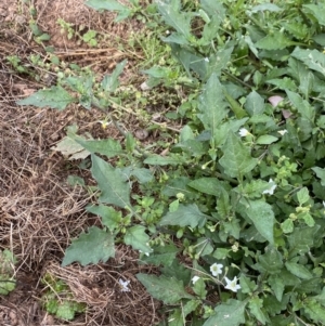 Solanum nigrum at Burra, NSW - 27 Mar 2022