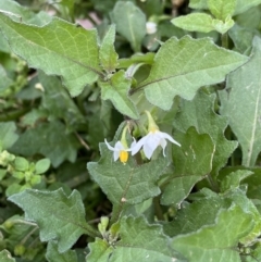 Solanum nigrum at Burra, NSW - 27 Mar 2022