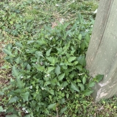 Solanum nigrum at Burra, NSW - 27 Mar 2022