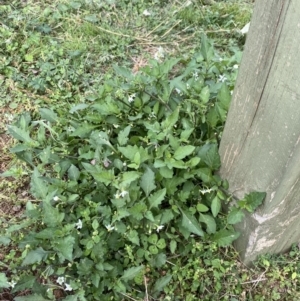 Solanum nigrum at Burra, NSW - 27 Mar 2022