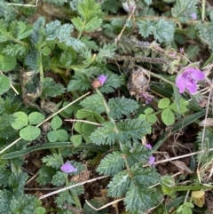 Erodium cicutarium (Common Storksbill, Common Crowfoot) at Googong Foreshore - 26 Mar 2022 by Ned_Johnston