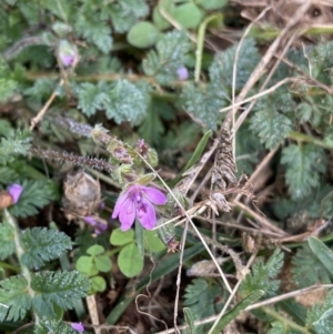 Erodium cicutarium at Burra, NSW - 27 Mar 2022