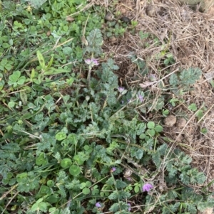 Erodium cicutarium at Burra, NSW - 27 Mar 2022