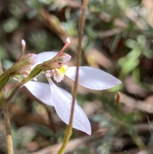 Eriochilus cucullatus at O'Connor, ACT - 26 Mar 2022