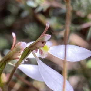 Eriochilus cucullatus at O'Connor, ACT - 26 Mar 2022