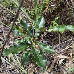 Photinia serratifolia (Chinese Photinia) at O'Connor, ACT - 26 Mar 2022 by NedJohnston