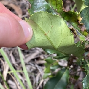 Photinia serratifolia at O'Connor, ACT - 26 Mar 2022