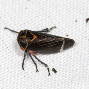 Eurymeloides lineata at Bruce, ACT - 18 Mar 2022 04:04 PM