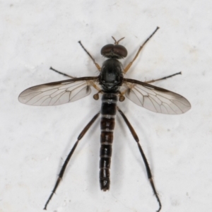 Taenogerella elizabethae at Melba, ACT - 3 Feb 2022