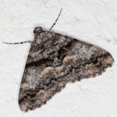 Gastrinodes argoplaca (Cryptic Bark Moth) at Melba, ACT - 4 Feb 2022 by kasiaaus