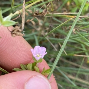 Geranium solanderi var. solanderi at Burra, NSW - 27 Mar 2022 10:22 AM