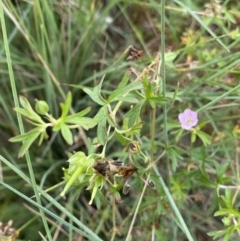 Geranium solanderi var. solanderi at Burra, NSW - 27 Mar 2022 10:22 AM