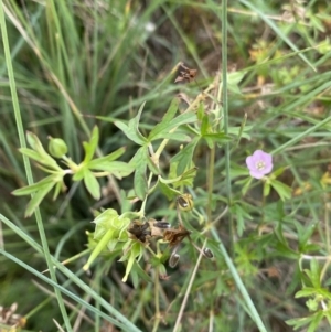 Geranium solanderi var. solanderi at Burra, NSW - 27 Mar 2022 10:22 AM