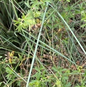 Geranium solanderi var. solanderi at Burra, NSW - 27 Mar 2022 10:22 AM