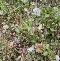 Veronica anagallis-aquatica at Burra, NSW - 27 Mar 2022 09:56 AM