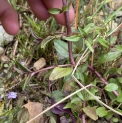 Veronica anagallis-aquatica at Burra, NSW - 27 Mar 2022 09:56 AM