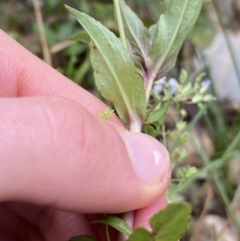 Veronica anagallis-aquatica at Burra, NSW - 27 Mar 2022 09:56 AM