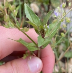 Veronica anagallis-aquatica at Burra, NSW - 27 Mar 2022 09:56 AM