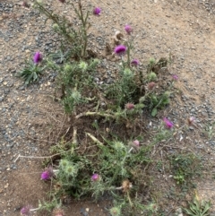 Carduus nutans (Nodding Thistle) at Burra, NSW - 27 Mar 2022 by NedJohnston